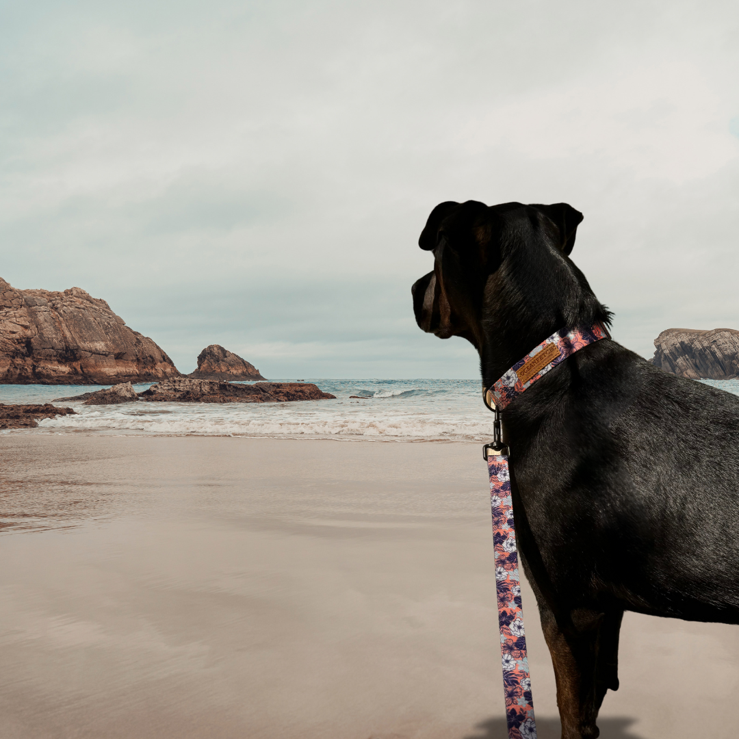 BreezeLite Collar - Just Peachy
