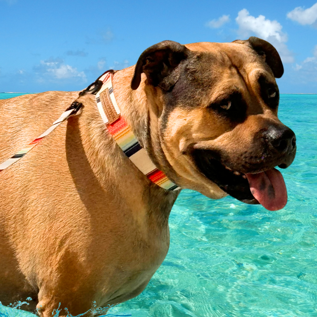 BreezeLite Dog Leash - La Jolla